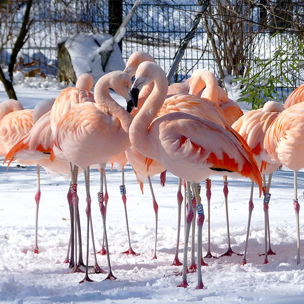 Chile-Flamingos-m.jpg
