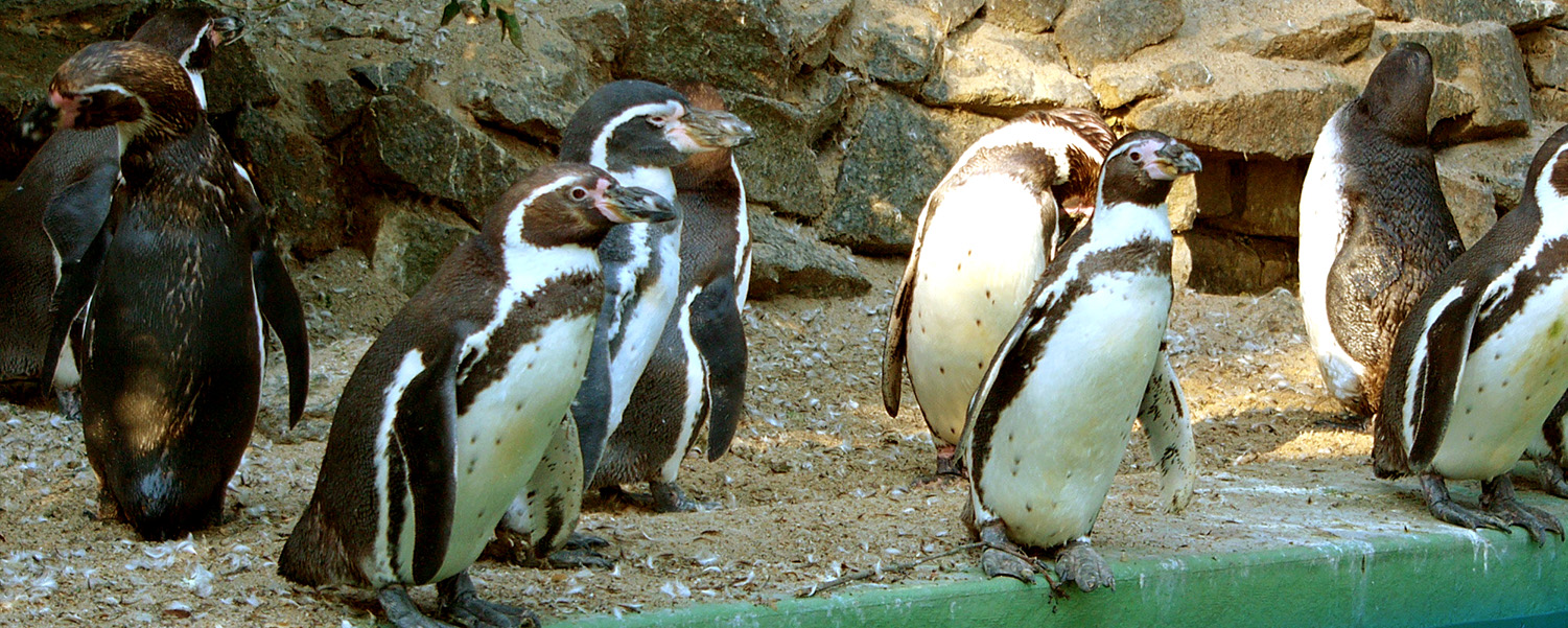 humboldt-pinguine.jpg